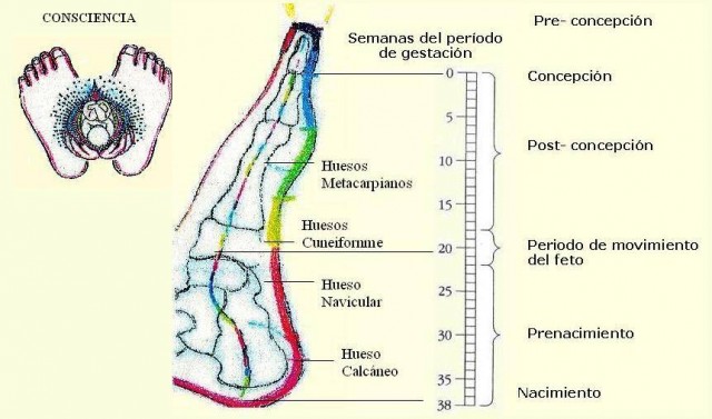 metamorfica manos